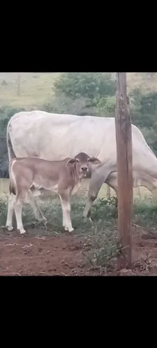 Vacas 