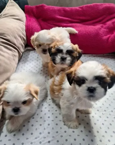 Shih tzu carinhosos e muitoo brincalhões *