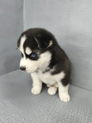 Husky siberiano macho
