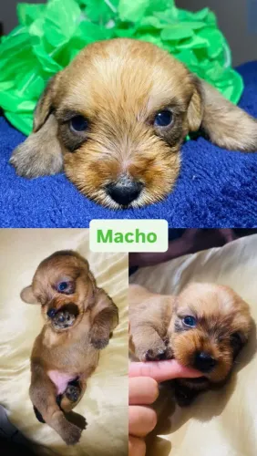 ? CACHORROS À VENDA<br>APENAS R$ 100,00! ?