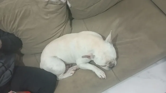Doa-se Bulldog francês 