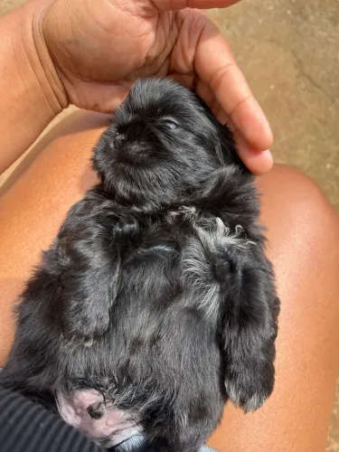 Shihtzu Macho 