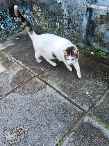 Felina linda para adoção