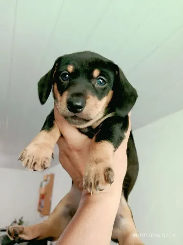 Filhote cachorro Raça Dachshund. Macho.
