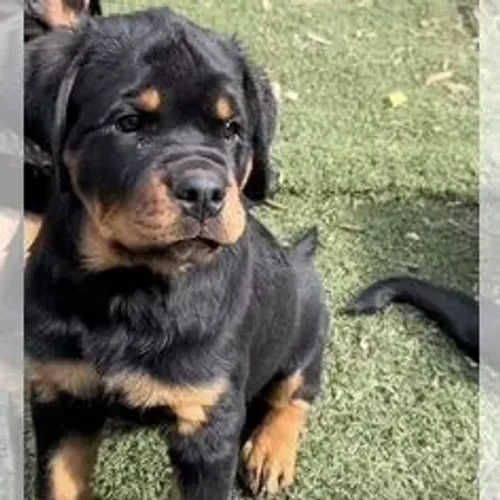 Rottweiler,Rottweiler Filhote com Forte Padrão da Raça e Ótimo Temperamento