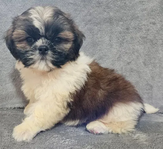 Shih-tzu macho com vacina importada