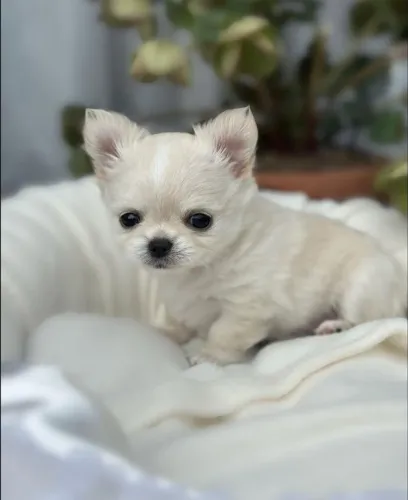 Chihuahua Pêlo Longo Macho Disponível!! Garanta já o seu.