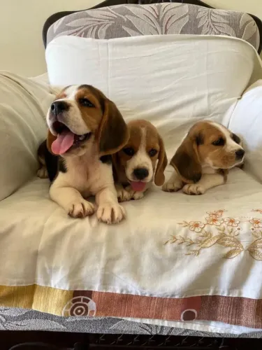 Beagle Surpreenda quem você ama com patinhas e muito afeto