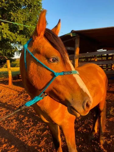 Cavalo piquira mestiço