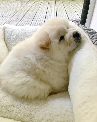 Filhotes de Chow Chow | Filhotes que espalham ternura!