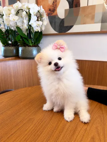 Lulu da pomerania