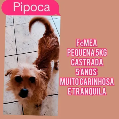 Adoção responsável, fêmea castrada