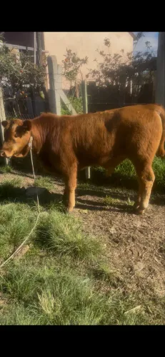 Tourinho red Angus