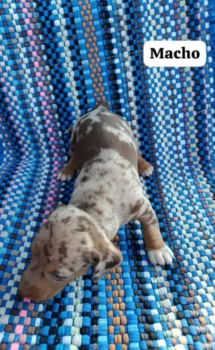 Dachshund