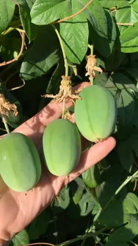 Mudas de Maracujá Pérola do Cerrado