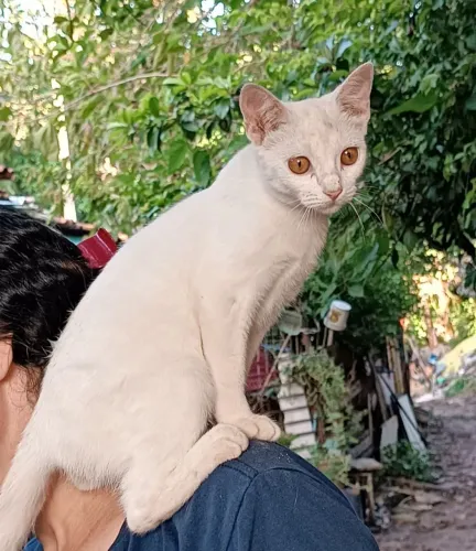 Gata branca