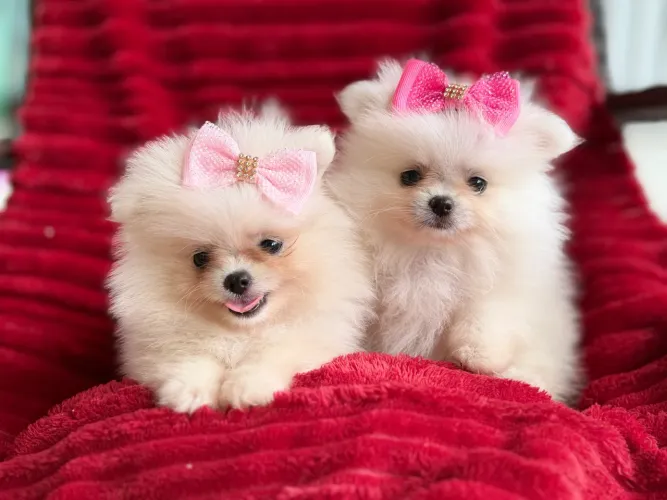 Lulu da Pomerania fêmea Ursinha
