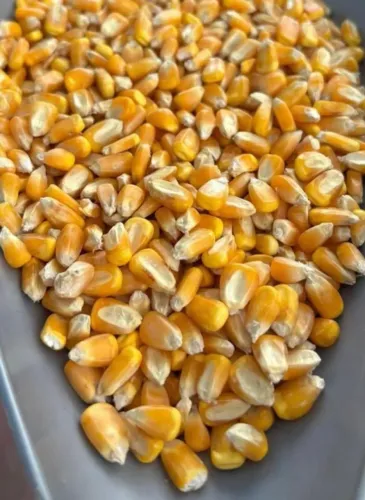 Milho Quirela de milho moído,Farelo de Soja moído,Farelo de Algodão,Fubazão moído