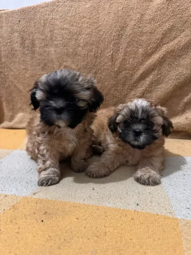 Vendo filhote de shitszu