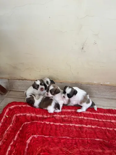 Vendo Shitzu 4 machos 2 fêmeas. 