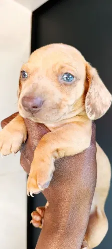 Basset salsicha dachshund.