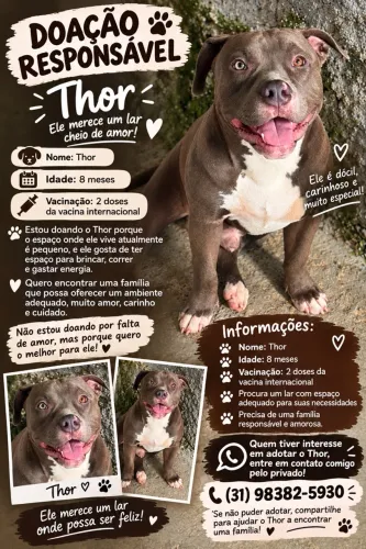 Cachorro American bully Classic 