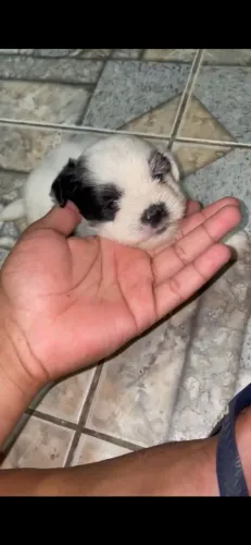 FILHOTES SHIHTZU