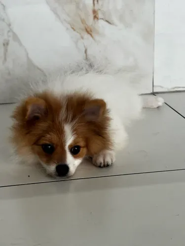 Spitz Alemão Macho com Pedigree ALKC | Presente Perfeito para o Dia dos Namorados