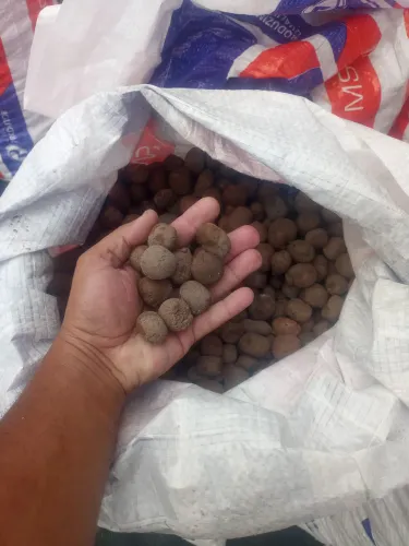 Argila expandida