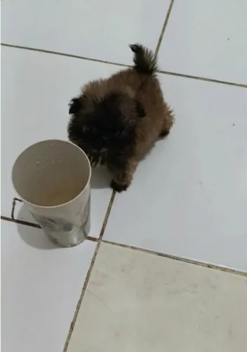 O menor cãozinho da Olx pequinês micro disponível