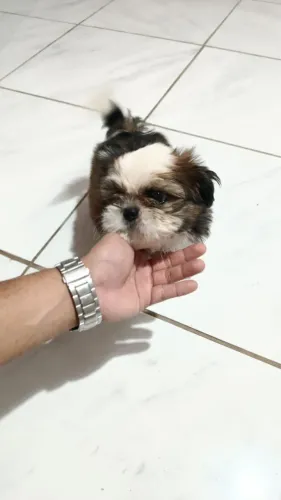 Shih tzu Macho