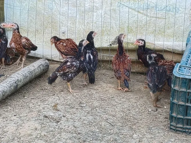 VENDE-SE PINTINHOS DA RAÇA ÍNDIO! ?