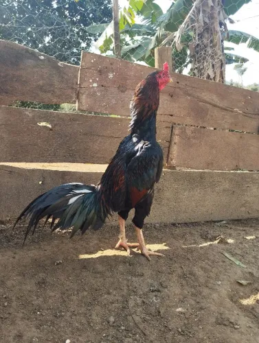 Vendo galo índio ou troco.