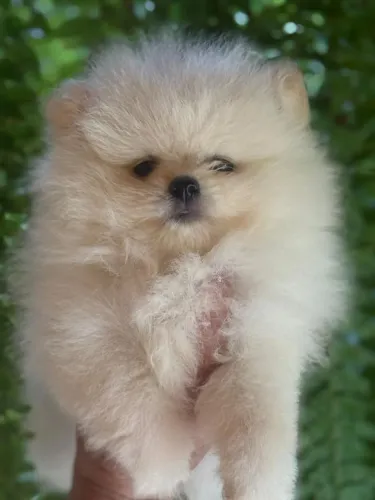 Lulu da pomerania