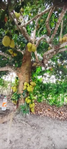 Sito no povoado cabeça dantas