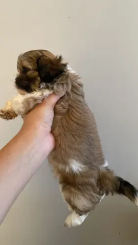 Linda fêmea disponível raça Shih-Tzu