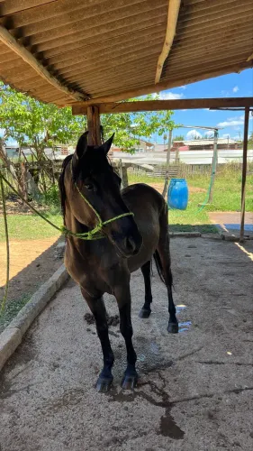 Vendo um cavalo mangalarga com piquira