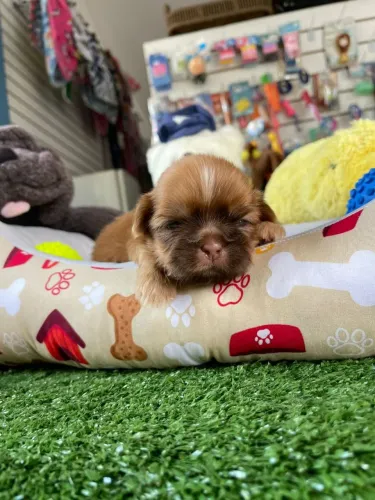Machinho na cor chocolate disponível