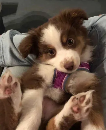 Filhote border collie, Diga adeus à solidão!