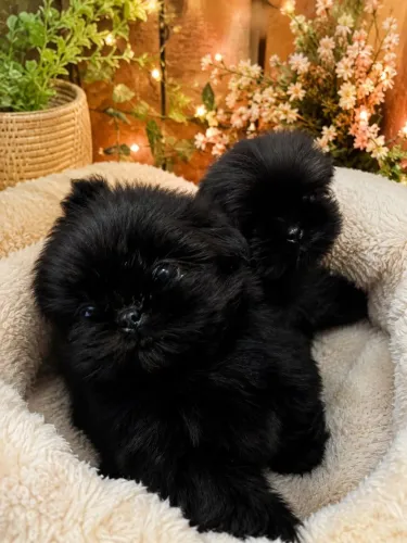  Lindos Filhotes de Shih Tzu Negro Sólido - Puros | Pais com Pedigree CBKC 