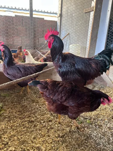 Rhode Island Red pintinhos 