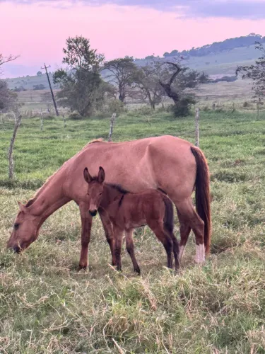 Égua pequira anda muito na passada parida de um burro filho de um jumento pêga.