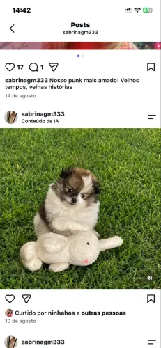 Spitz Alemão
