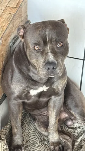 PROCURO NAMORADA PITBULL