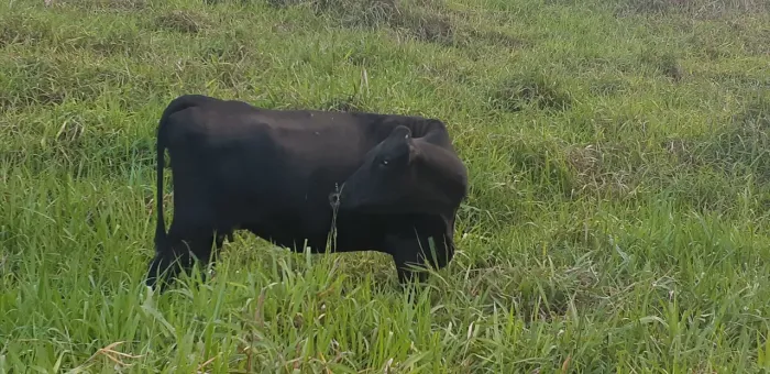 Vaca jersolando