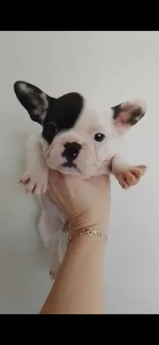 Filhotes Bulldog francês 