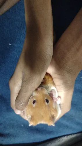 Hamster sírio macho "doação"