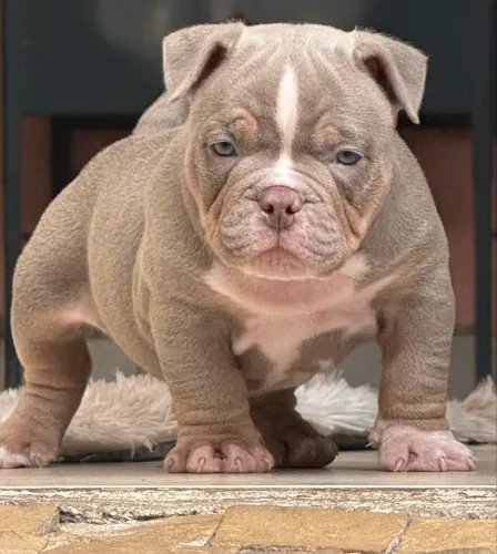 Filhote de American Bully