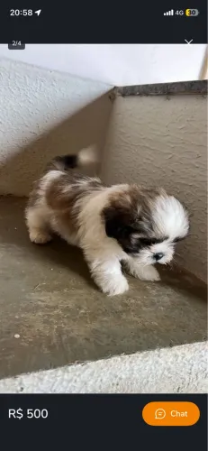 Shitzu 