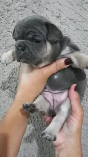Buldogue  France  fémia  .. blue tam 